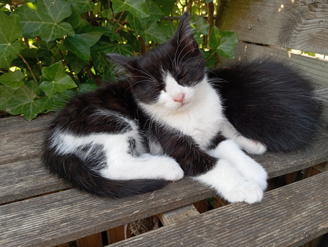 Kitten vrouwtje