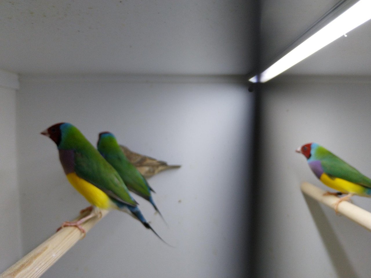 Gouldamadiene en bandvink te koop
