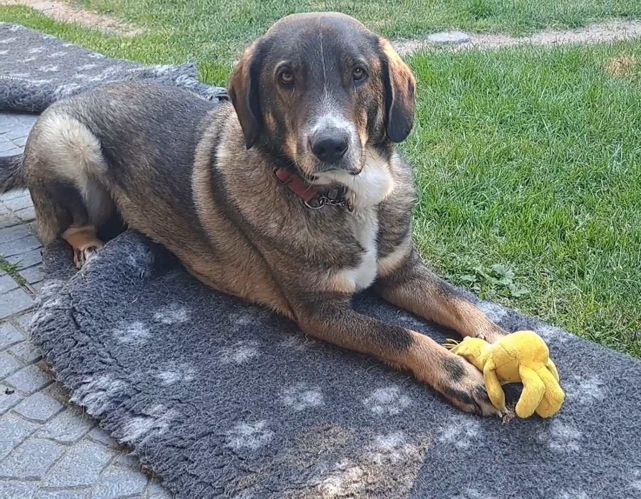 Knappe Ted ter adoptie