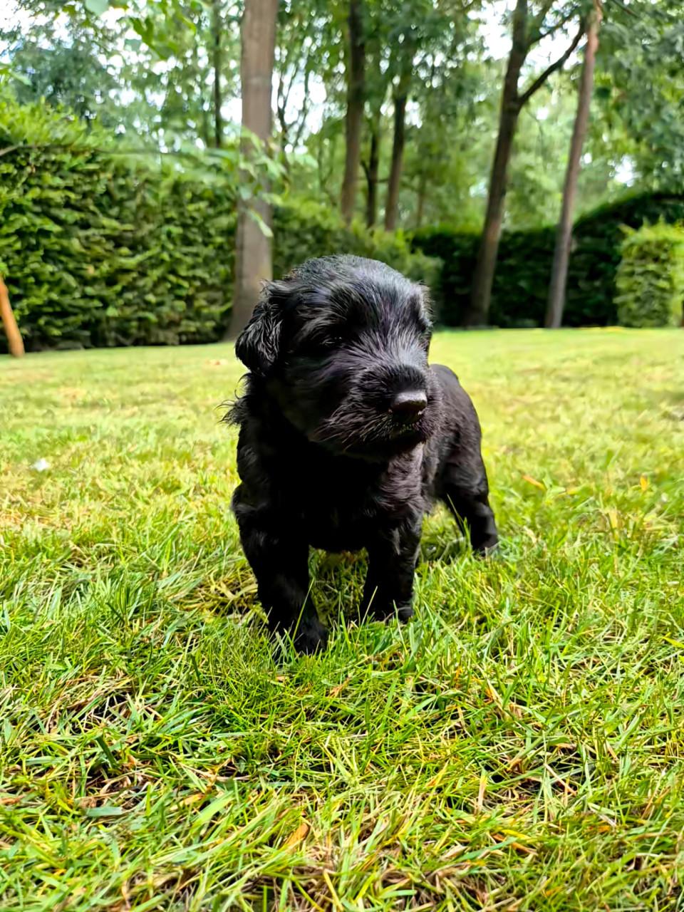 Bouvier pup