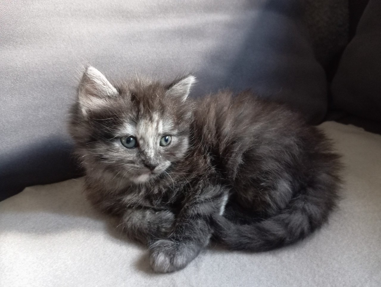 Kittens