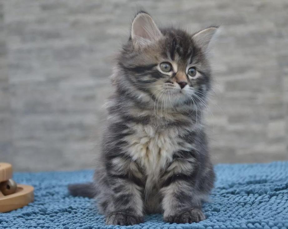 Nestje schattige kittens (nog 4)