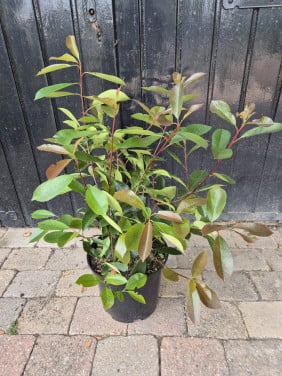 Red Robin haagplanten 60-80 cm nu met 50% korting
