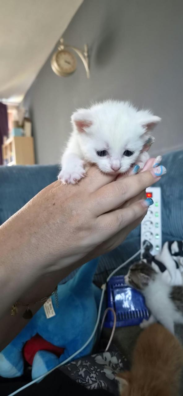 Kittens.