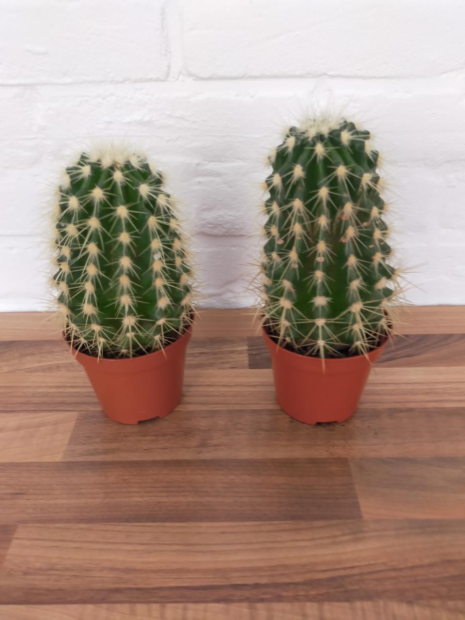 Cactussen