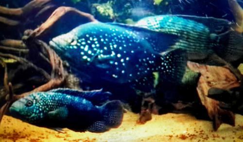 Afrikaanse Black Diamond cichliden