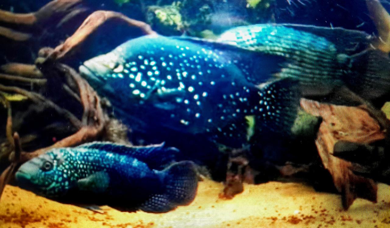 Afrikaanse Black Diamond cichliden