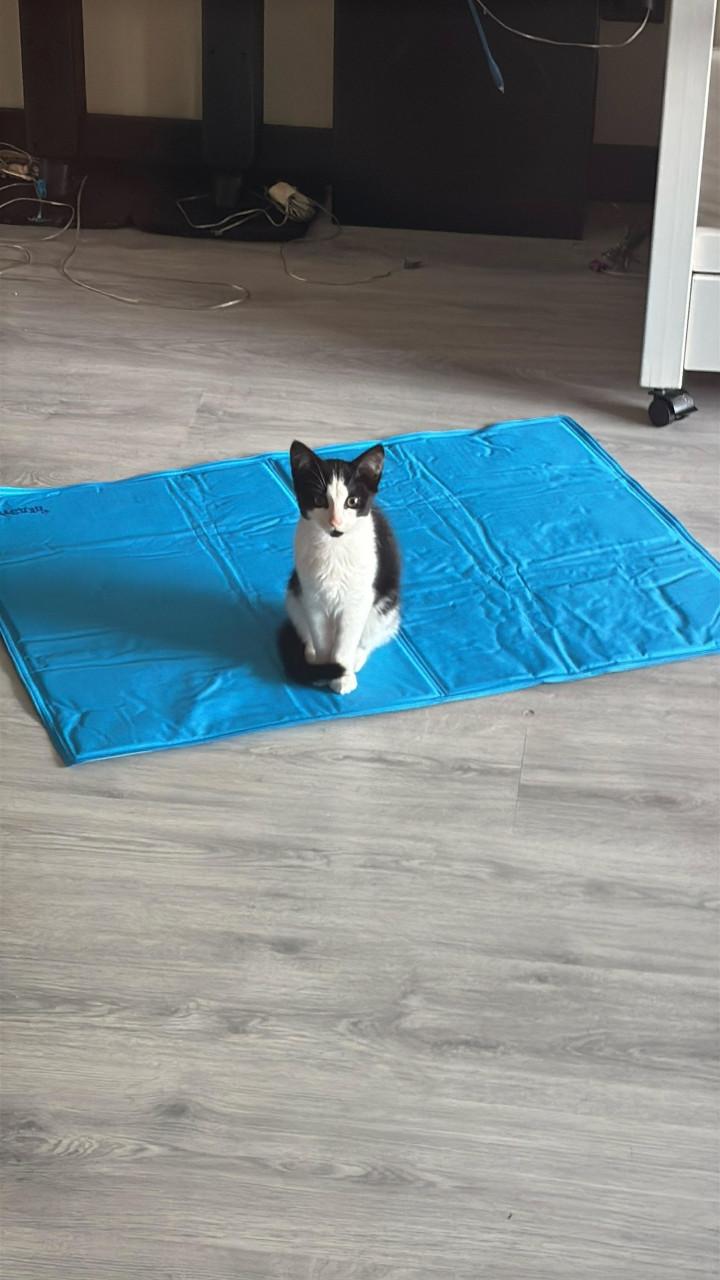 2 poezen + kitten