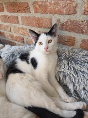 Kitten kater