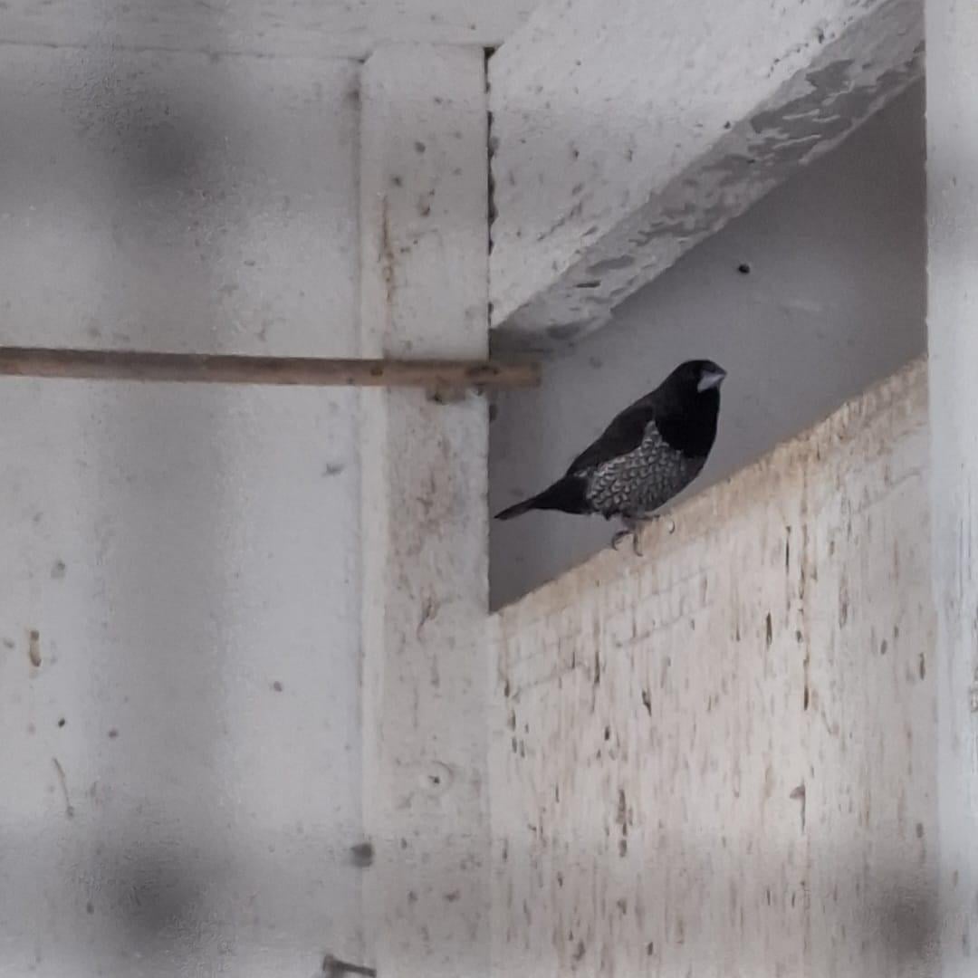 Vier voliere vogels
