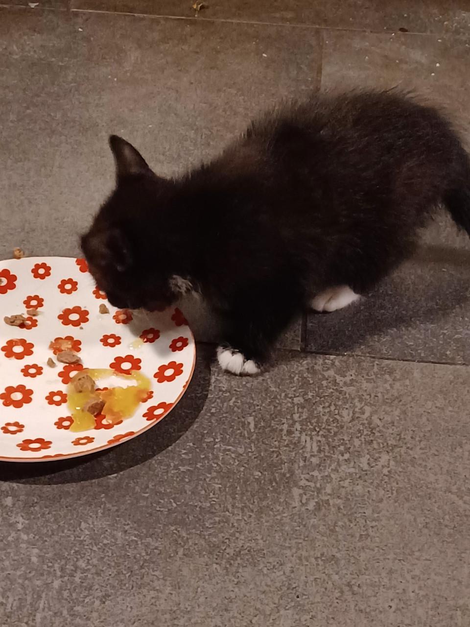 Kittens