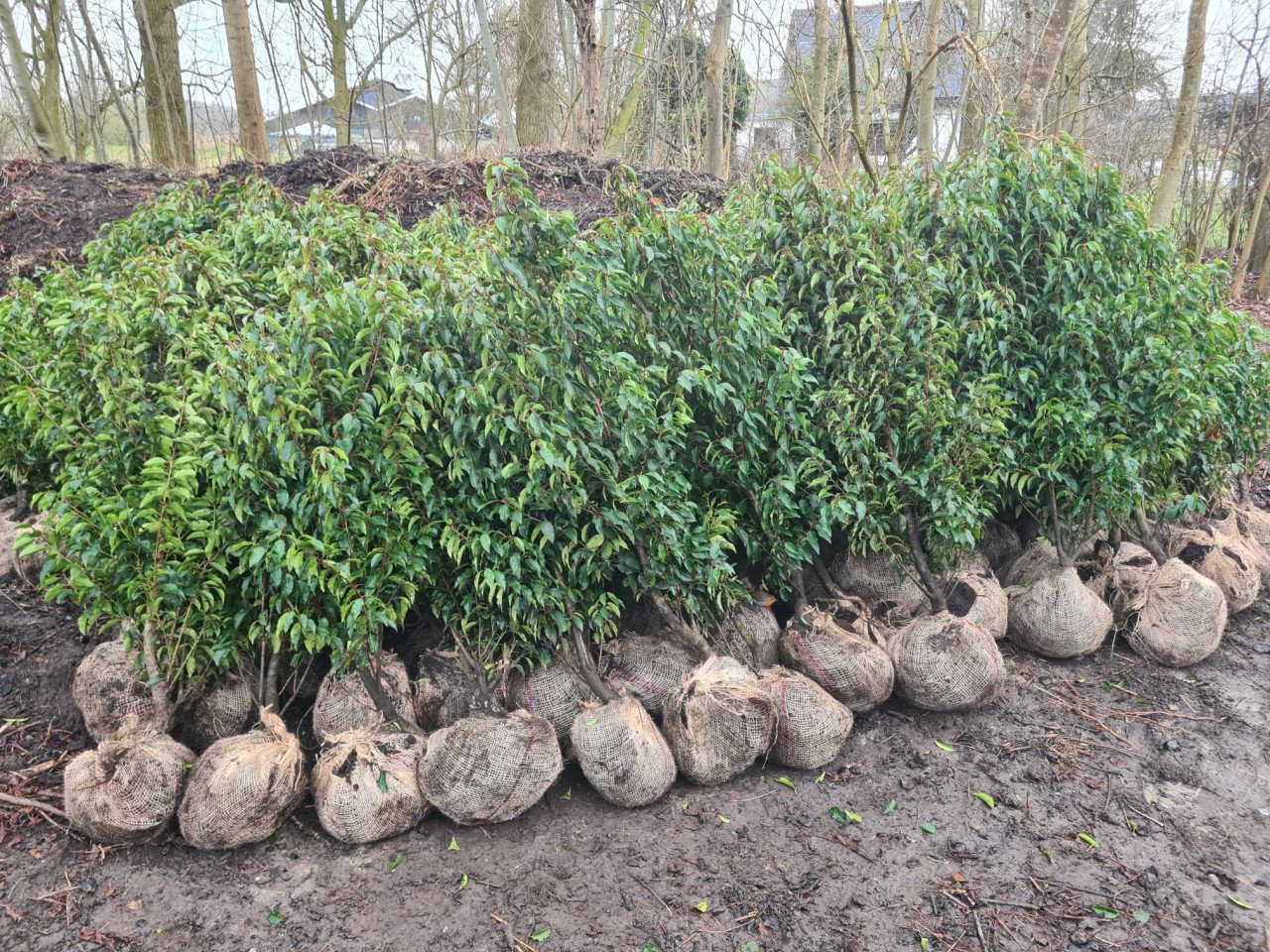 Portugese laurier haagplanten 125-150 cm direct beschikbaar!