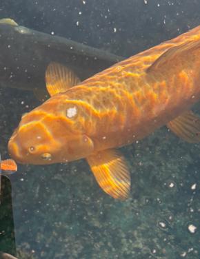 Koi groot Oranje-bruin