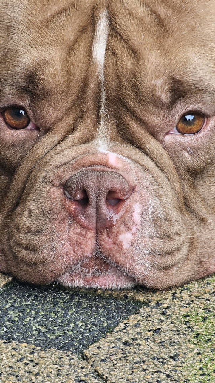 Micro Bully