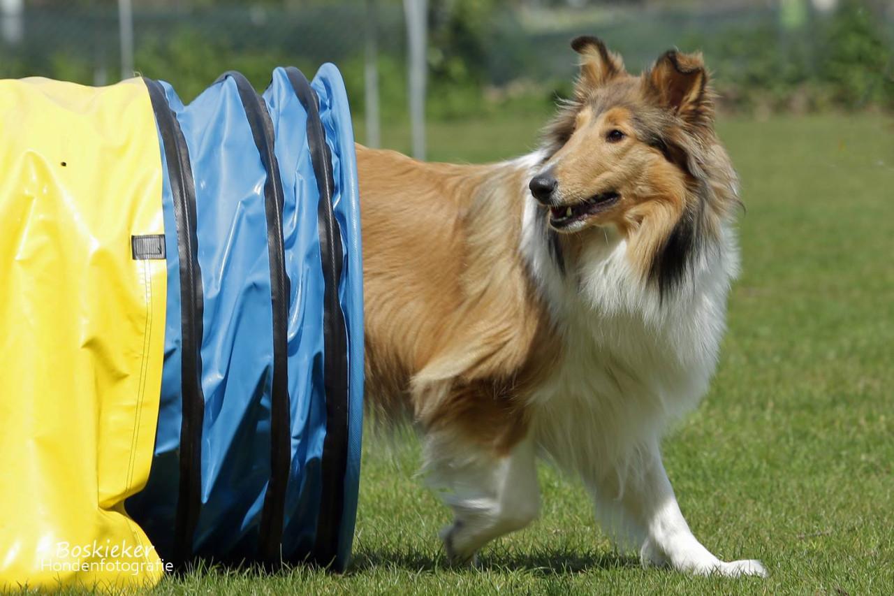 Hondenschool ter lering en vermaak