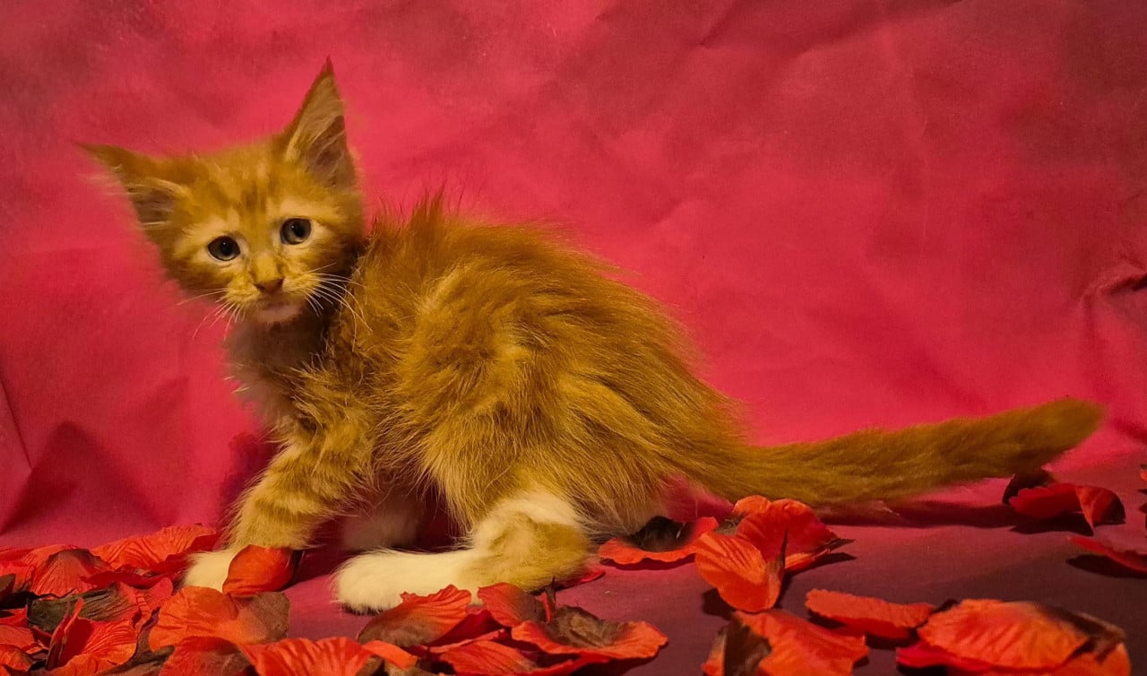 Maine coon kittens (poly en gewoon)NOG 2 BESCHIKBAAR