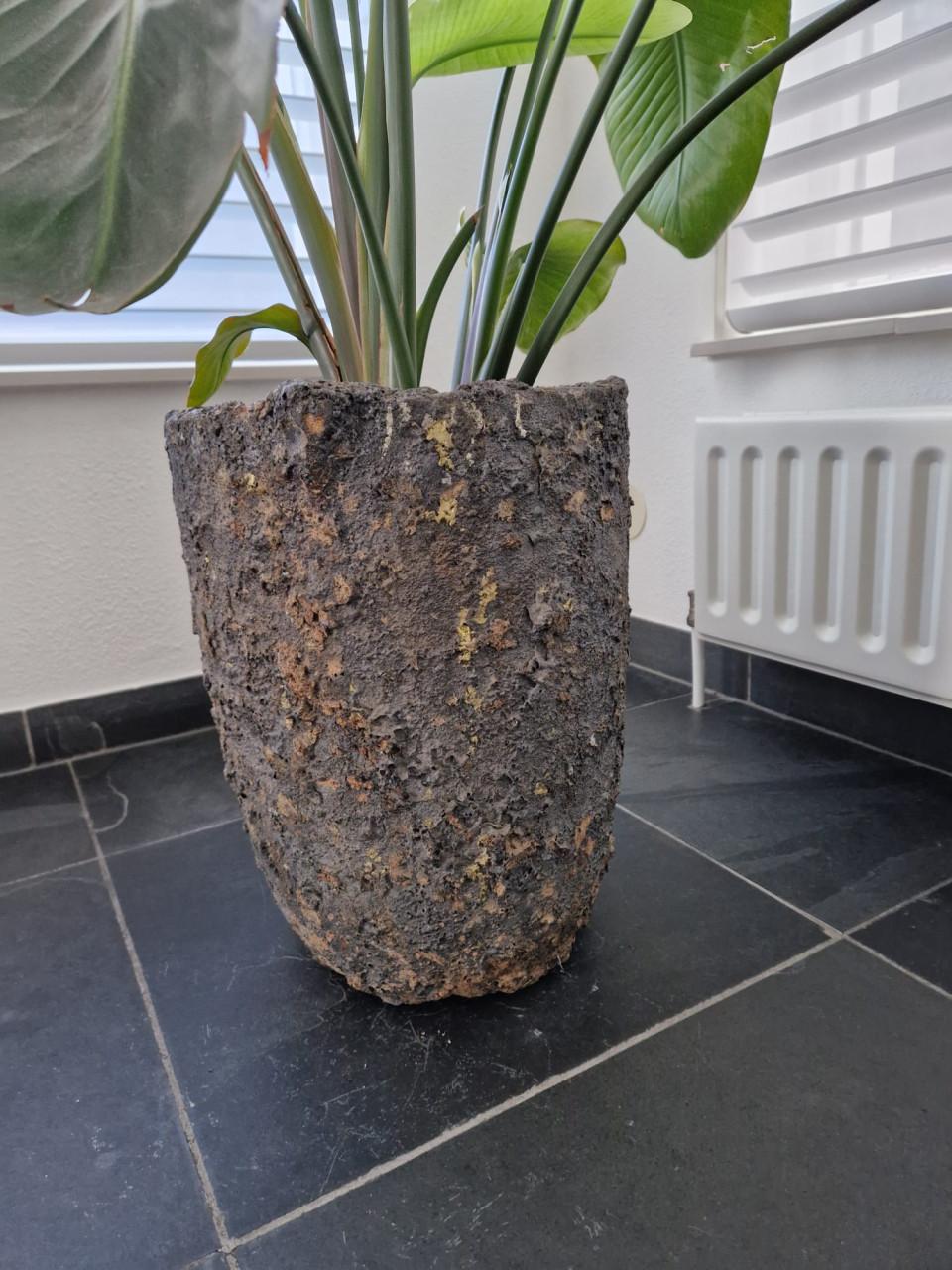 Paradijsvogel plant inclusief luxe stenen pot 1.80cm