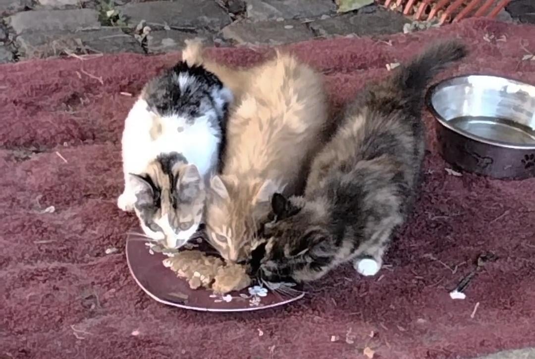 Kittens