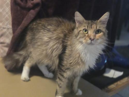 Maine coon poes met stamboom