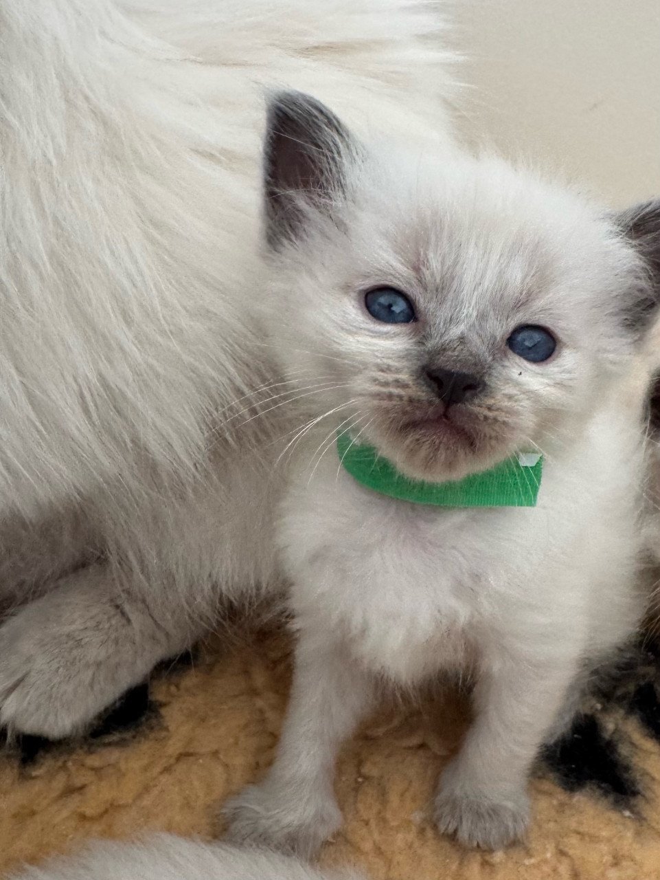 Ragdoll kittens bleupoint poesjes en katertjes