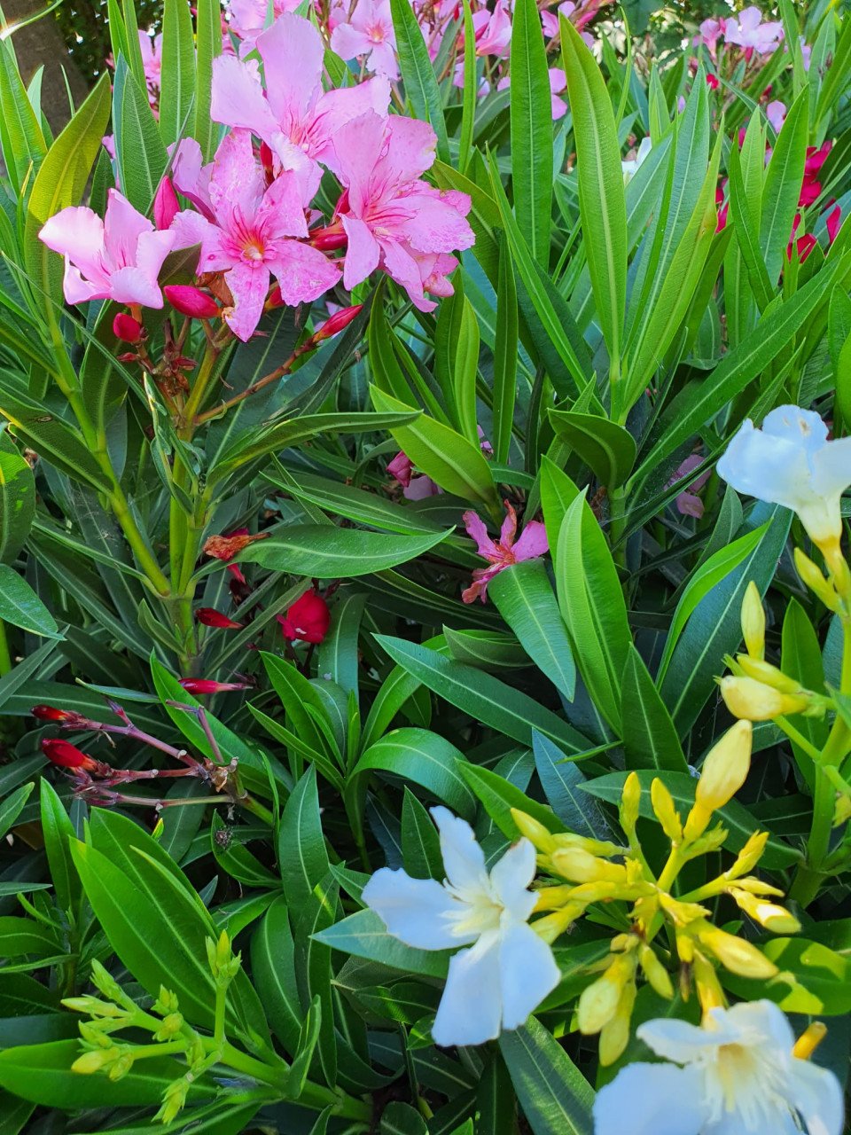 Oleanders