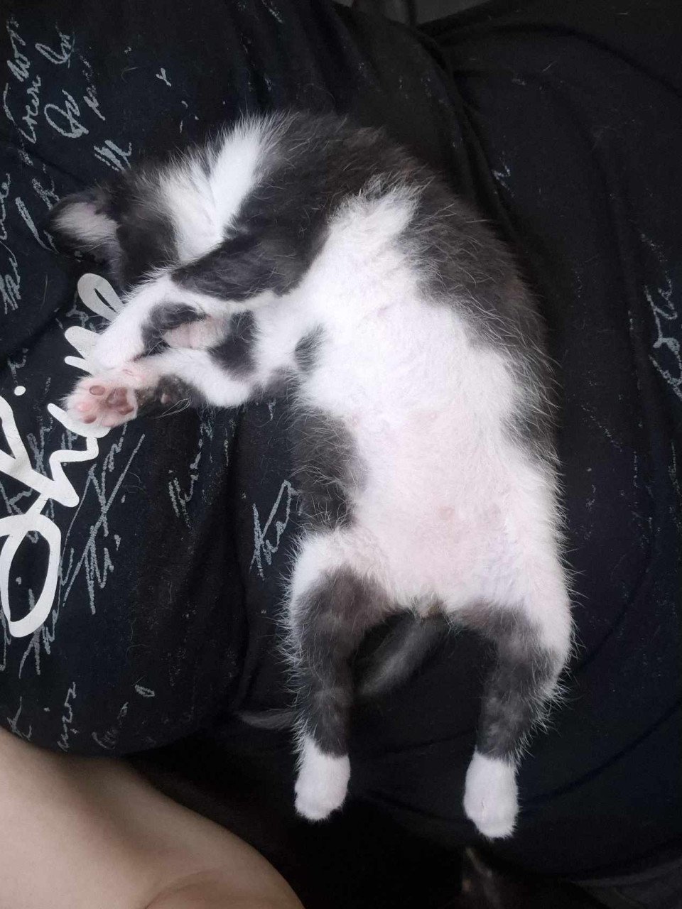 Nog 1 van de 5 super sociale met de handopgevoede kittens te koop