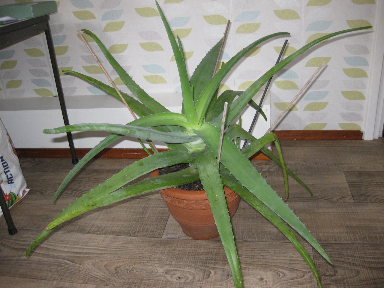 Te koop mooie Allowevera plant