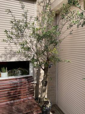 Grote olijfboom in kuip 2.20m hoog