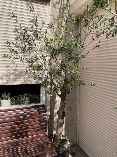 Grote olijfboom in kuip 2.20m hoog