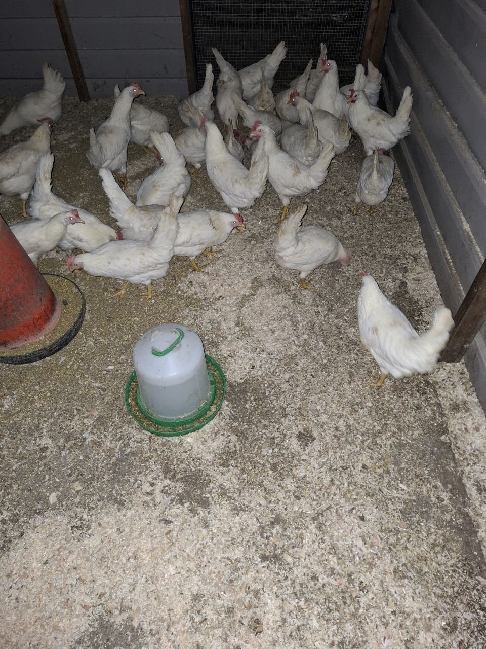 Witte leghorns, volop aan de leg