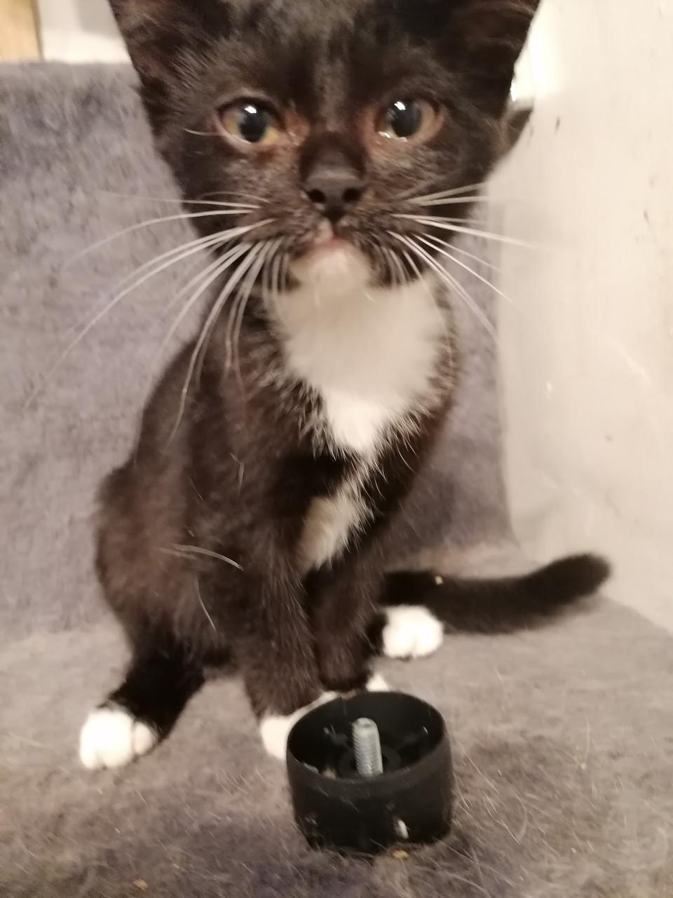 Kittens 12wkn oud