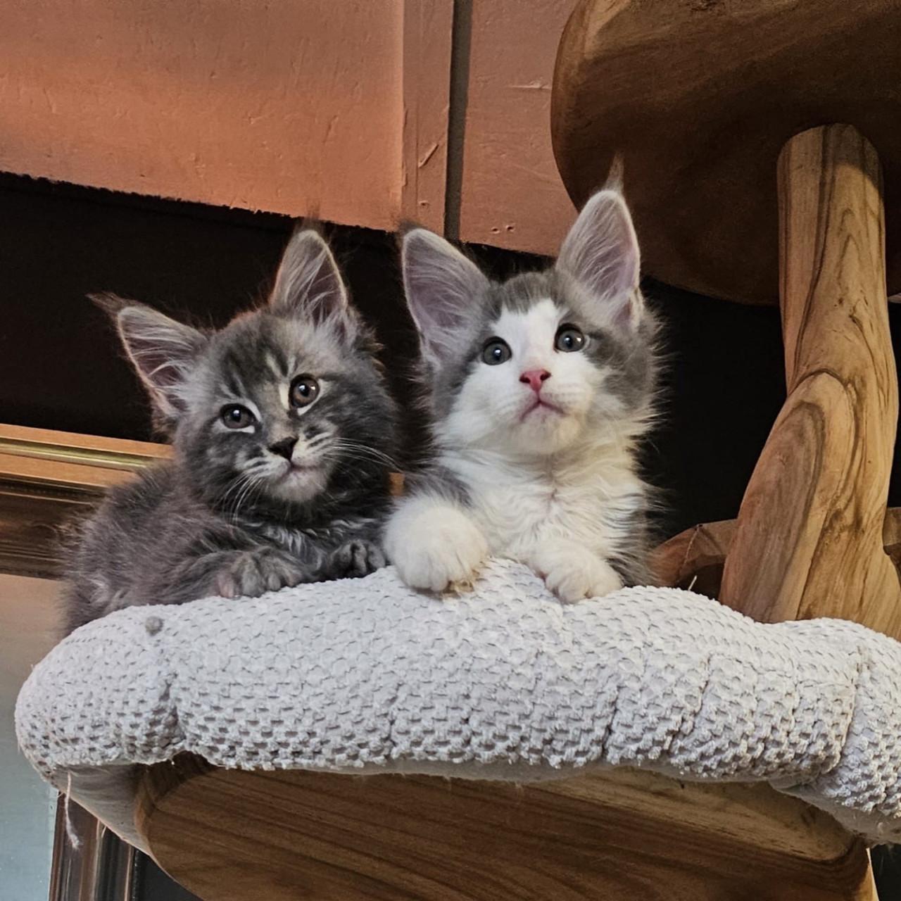 Maine coon kittens te koop!