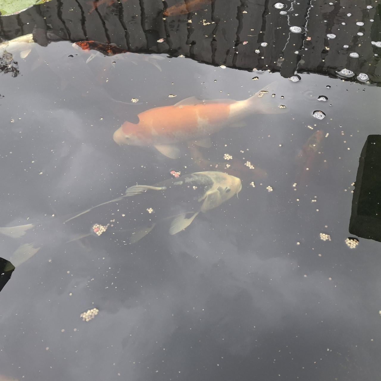 Koi en steur