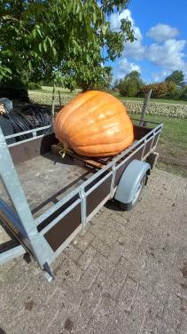 Gigantische reuzenpompoen