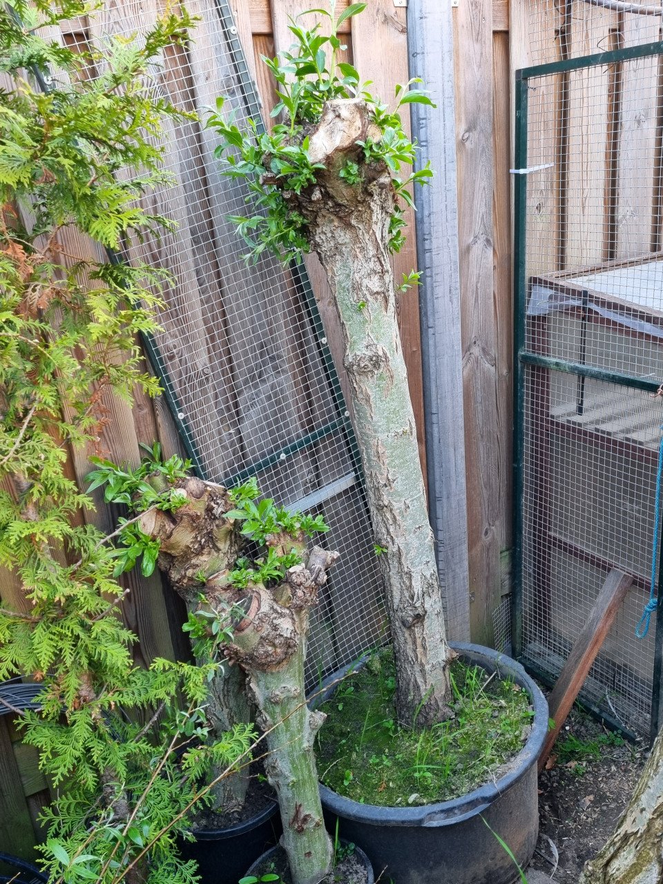 Oudere knotwilgen, laag en hoog