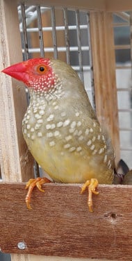 Binsenastrilde