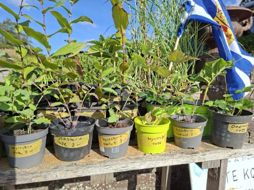 Tuinplanten uitverkoop