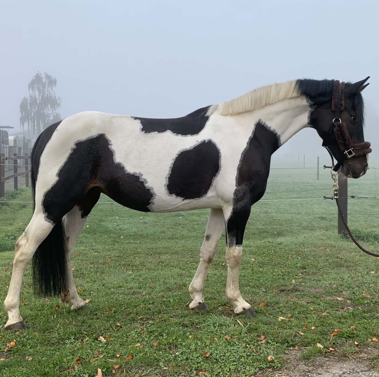 Prachtige allround recreatie merrie