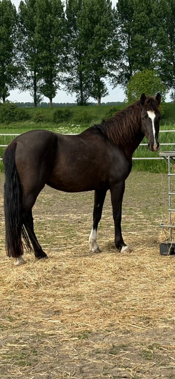 GERESERVEERD mooie en lieve 6jarige merrie