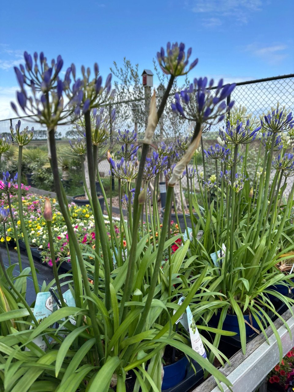 HEMELVAARTSDAG OPEN - PLANTEN EN MEER