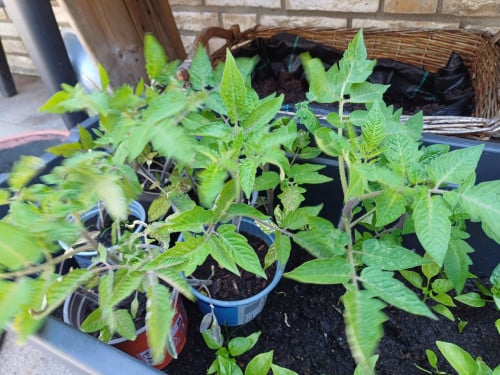 Pruimtomaten plantje