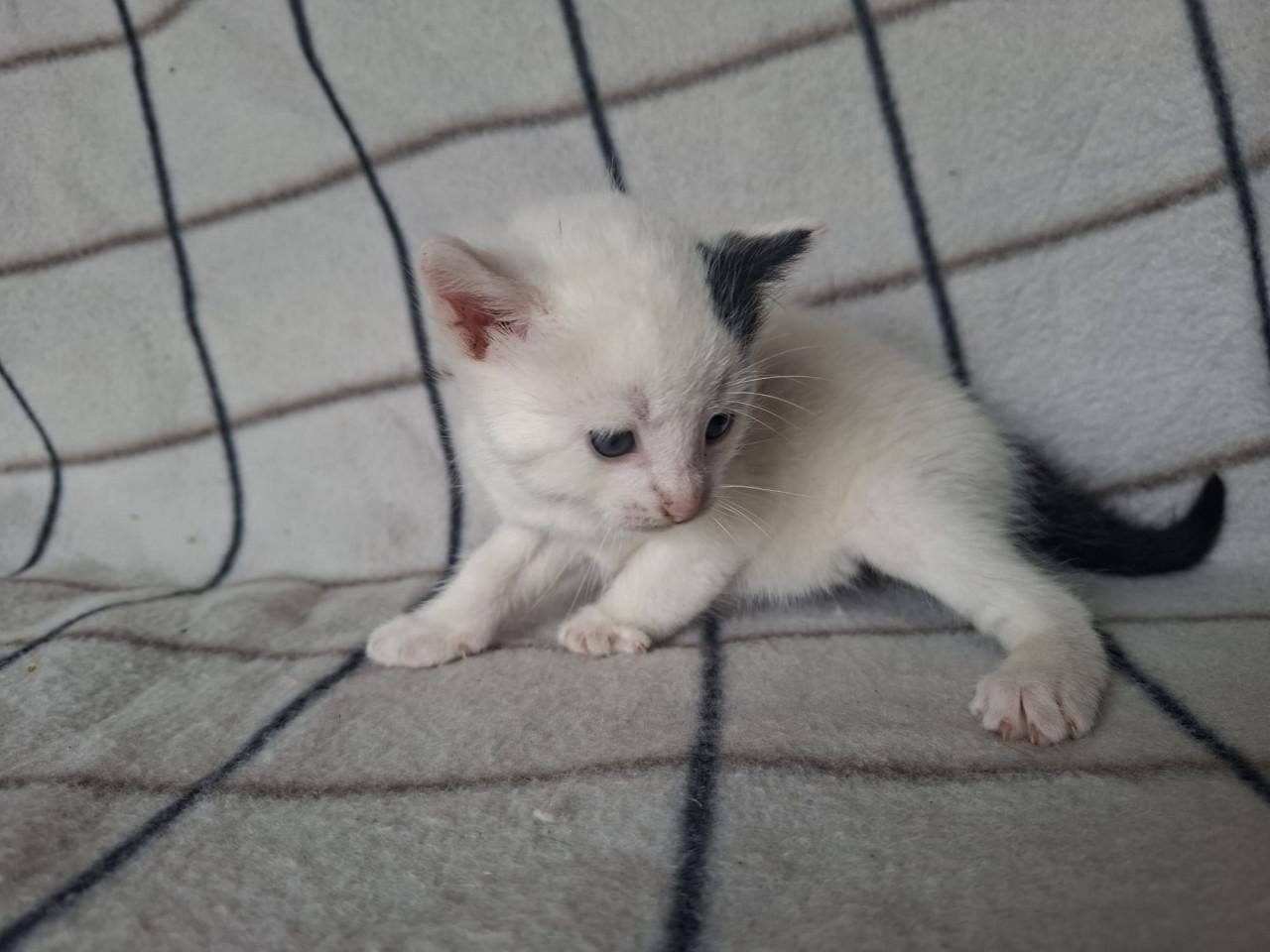 Mooie boerderij kitten