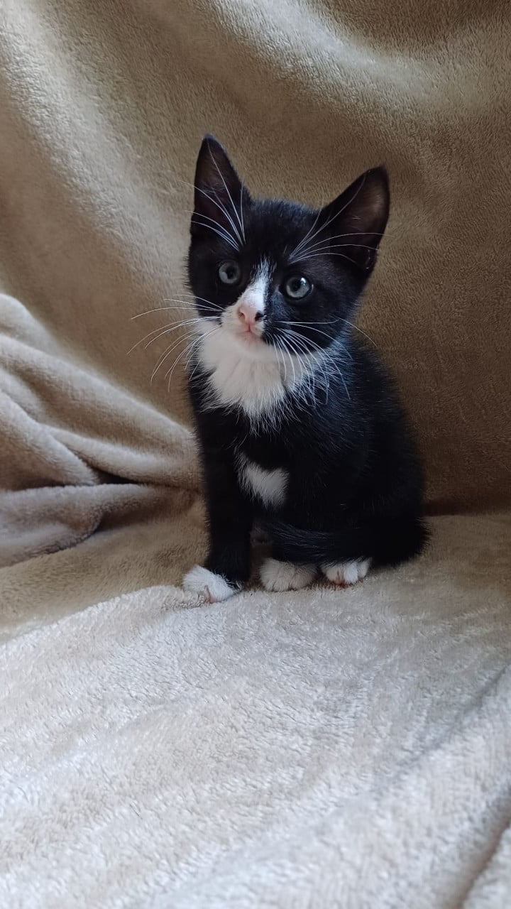 Lieve aanhankelijke kittens