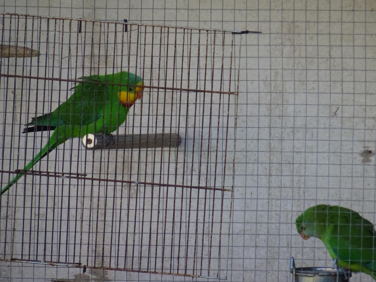 Te koop stevige  RUIME kooi voor vogels  !beton triplex HOUT