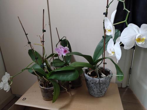 Orchideeën, 6 stuks waarvan 3 met bloemen