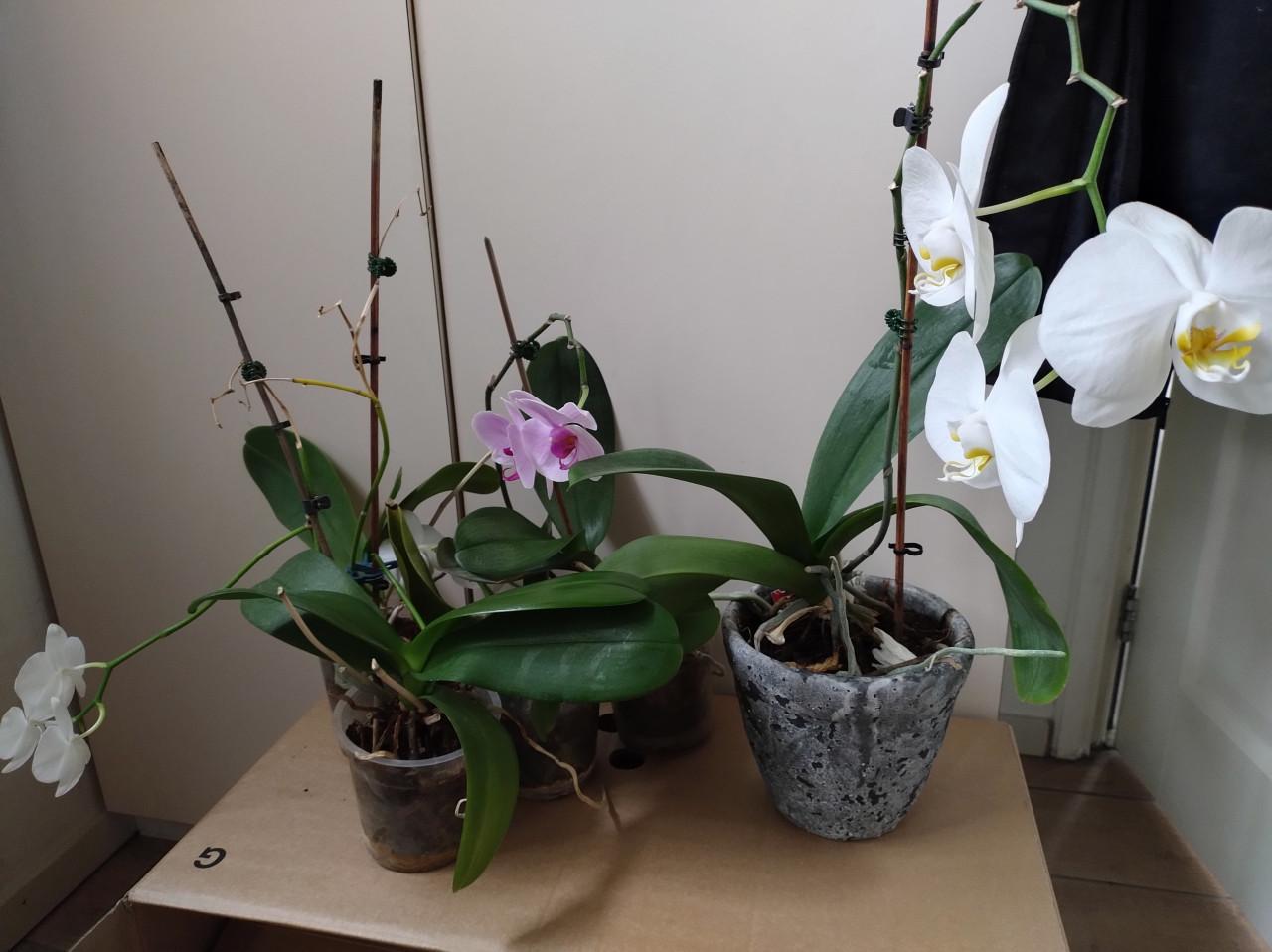 Orchideeën, 6 stuks waarvan 3 met bloemen