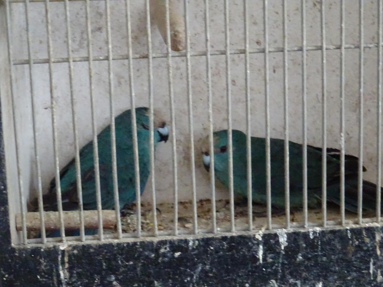 Te koop koppel blauwe kakariki  broedrijp nog niet mee gekweekt !VERKOCHT!
