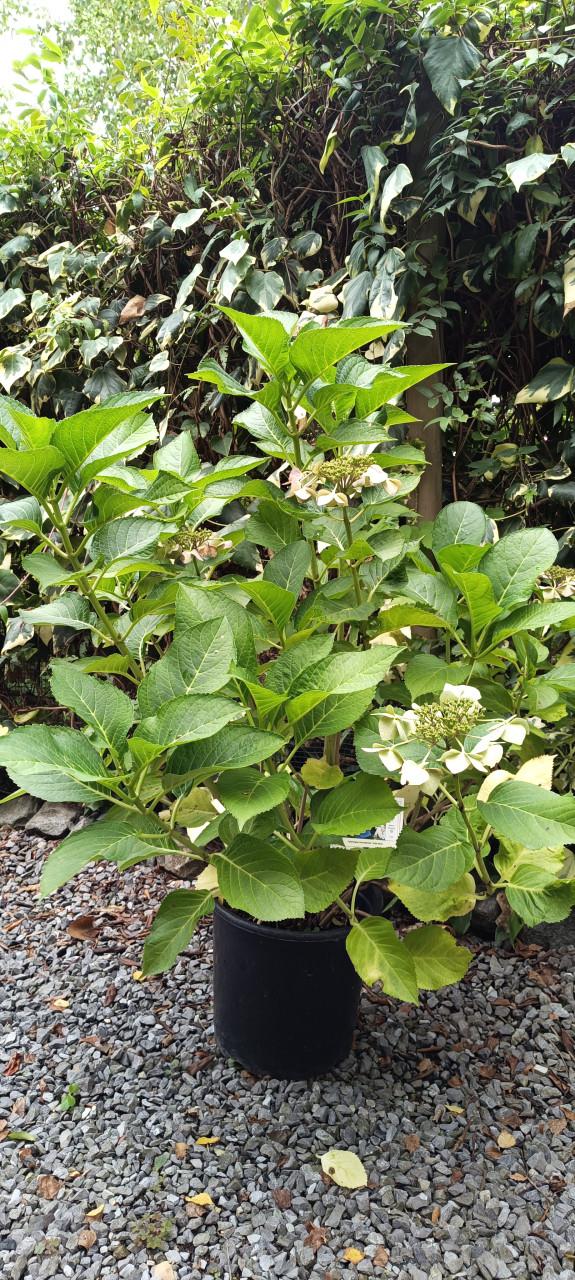 Mooie grote Hortensia's aangeboden in pot !  ++ TIP ++