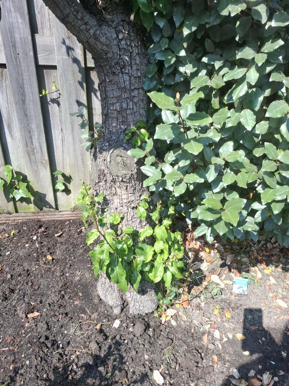 Perenbomen