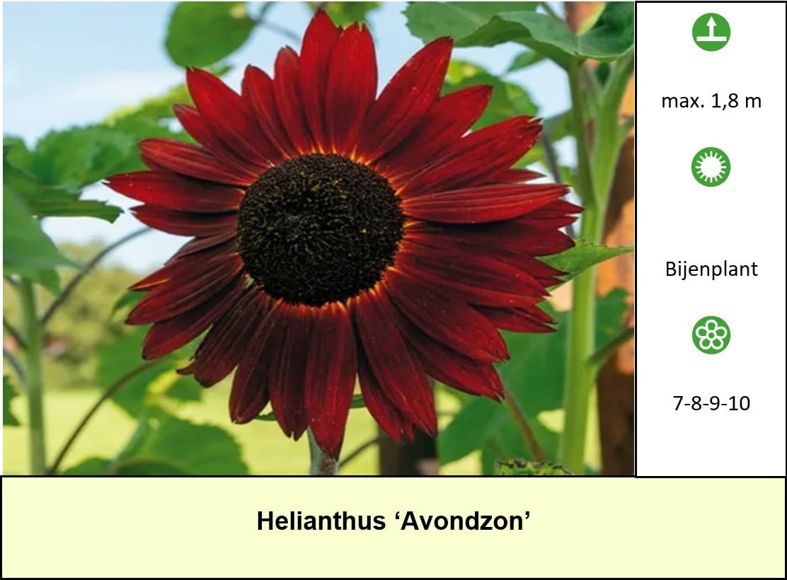 Opzoek naar betaalbare planten ? In ons plantenkraampje € 1,25 p/st.
